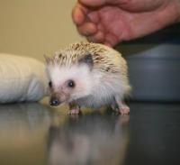 Pygmy Hedgehog