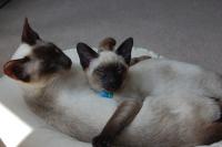 poppy and tinker